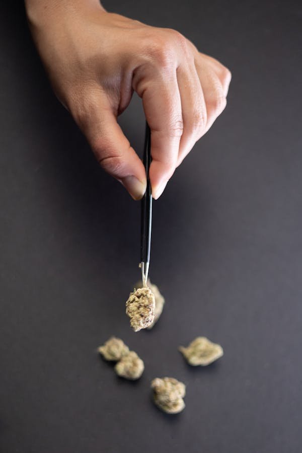 Les 5 bienfaits des fleurs de plantes médicinales à connaître